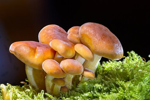 Evaluating the top brands of mushroom supplements on the market.